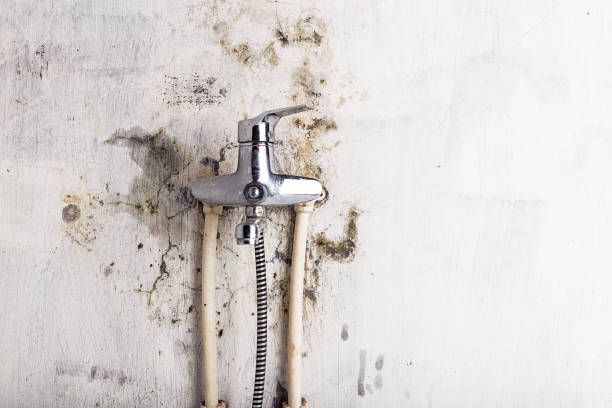 Best Black Mold Remediation in Apalachin, NY