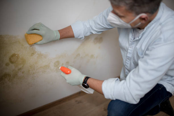 Best Commercial Mold Remediation in Apalachin, NY