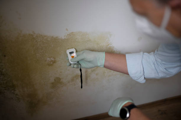 Trusted Apalachin, NY Mold Remediation Experts
