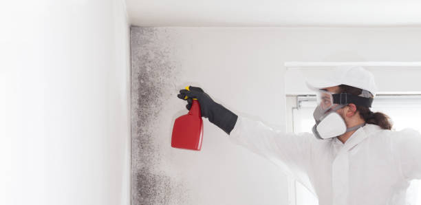 Best Industrial Mold Remediation in Apalachin, NY