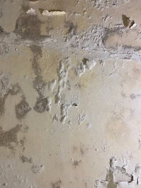 Best Insurance-Related Mold Remediation in Apalachin, NY